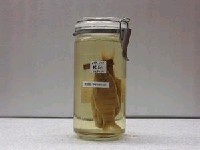 藏品(臺灣石(魚賓))的圖片